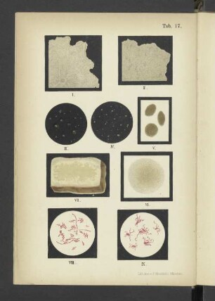 Tab. 17 Bacterium typhi