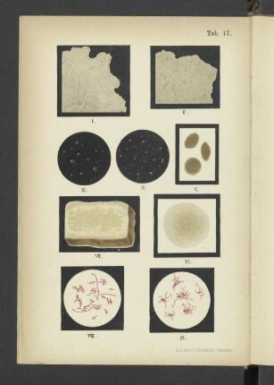 Tab. 17 Bacterium typhi