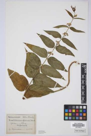 Vincetoxicum officinale