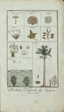 Illustration: Methode Naturelle de Jussieu. Classe-I-a IV.