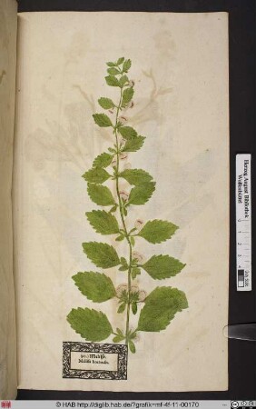 Melisse. Melissa hortensis.
