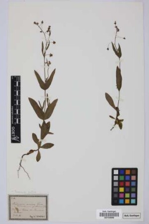Tuberaria annua Spach