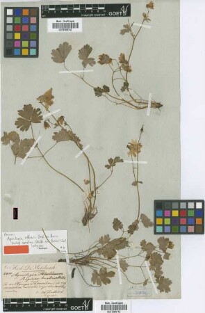 Aquilegia amaliae Heldr. ex Boiss. [isotype]