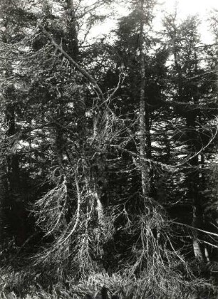 Absterbender Wald in einem Moor