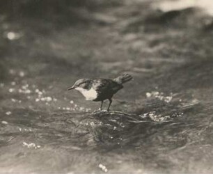 Wasseramsel (Cinclus cinclus L. ) auf überspültem Stein