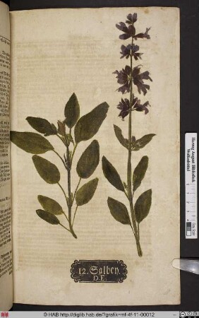 Salbey D. E. [Salbei, Salvia]