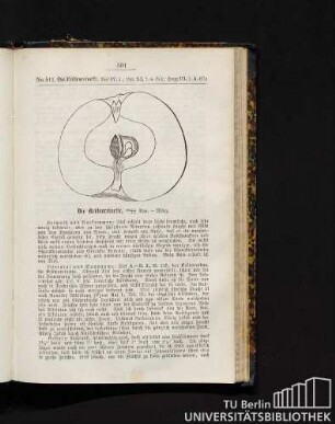 No. 511. Die Krötenreinette.
