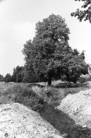 Löbau-Rosenhain. Areal der ehem. Niedermühle, Linde (Hausbaum?)