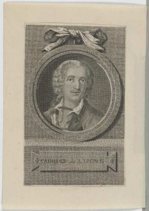 Bildnis des Carolus à Linné