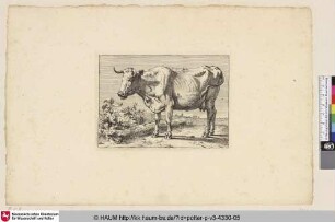 [Abgemagerte Kuh, im Hintergrund ein Dorf; The Cow With the Crumpled Horn]