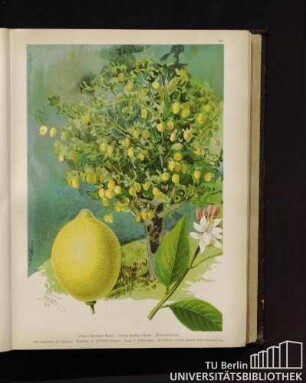 Citrus limonum Risso. Citrus media Linné. Zitronenbaum.