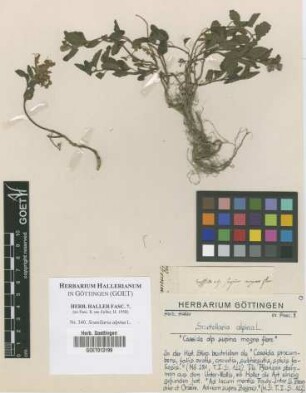 Scutellaria alpina L.