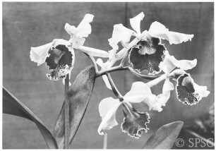 Potsdam, Gewächshaus, Orchidee.