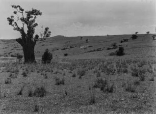 Savanne : Büsche und Gräser in der Savanne Tansanias