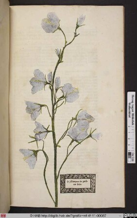 Campanula persicae folio.