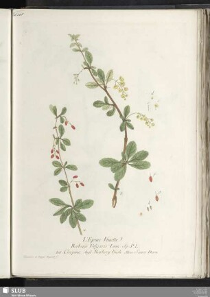 L'Epine Vinette