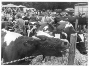 Arolsen. Blick auf den Viehmarkt. Im Vordergrund aufgetriebenes Rindvieh