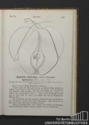 Nr. 71. November. Bacheliers Butterbirn, Beurré Bachelier. Apothekerbirn.
