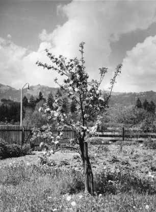 Ein junger reichblühende Apfelbaum