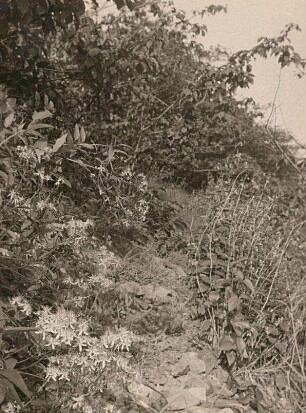 Aufrechte Waldrebe (Clematis recta)