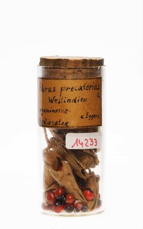 Abrus precatorius L. aus Westindien (Westindische Inseln)