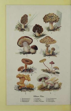 Eßbare Pilze