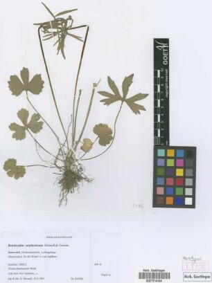 Ranunculus carpinetorum E. H&ouml;randl & W. Gutermann[paratype]