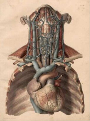 Herz, große Arterien und Gefäße am Hals
