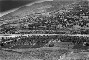 Landschaftsblick : Blick über Weizenfelder, Weinreben und Ölbäume.