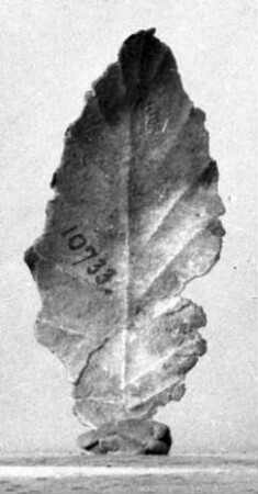 Blech in Form eines Blattes (ähnlich Misc. 10732)