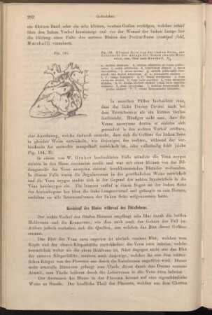Kreislauf des Blutes während des Fötallebens.
