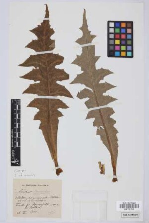 Sonchus spec.