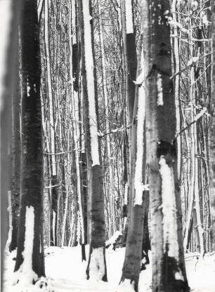 Baumstämme mit Schnee