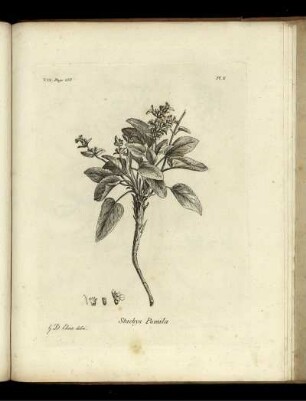 V.II. Page 255. Pl. X. Stachys Pumila.