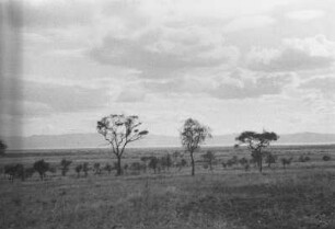 Bruchstufe hinter dem Manyara-See : Savanne mit Bäumen und einer Bergkette im Hintergrund