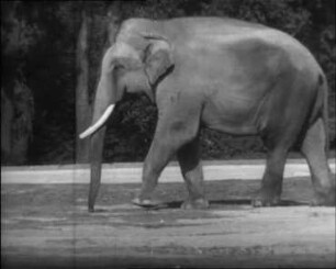 Elephas maximus (L.) - Schritt