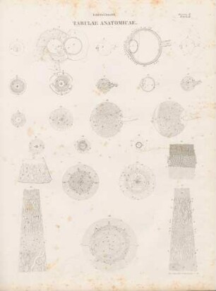 Tabula Secunda: Bulbus oculi sinistri (Lineartafel)