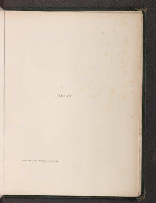 Plate XXV.