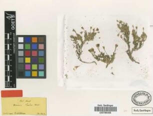 Arenaria tmolea Boiss. [type]