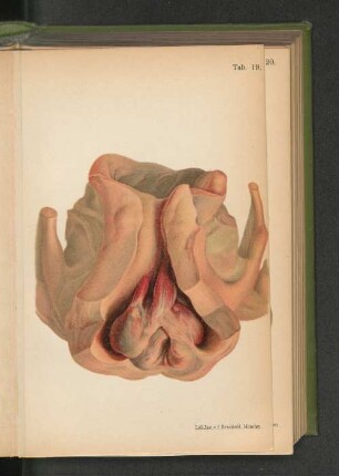 Tab. 19.