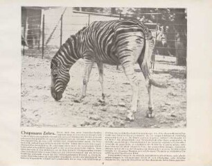 Chapmans Zebra