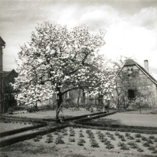 Störmthal-Güldengossa. Blühender Obstbaum in einem Hausgarten