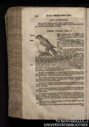 Cap. 15. Haabich, Accipiter.