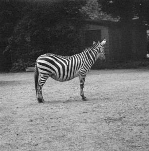 Zootiere. Zebra