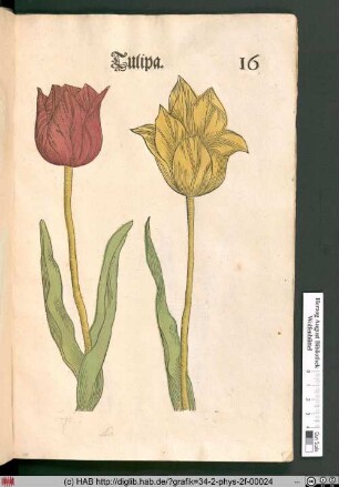 Tulipa [Tulpen].