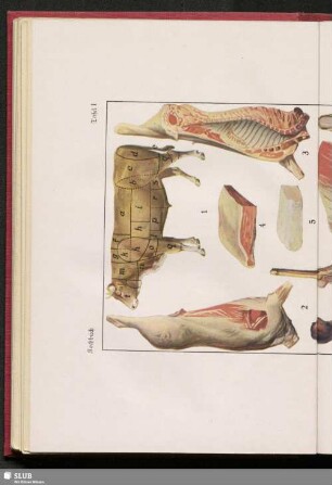 Tafel I. Rindfleisch