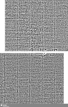 Lilie / IES / H = S.13/14+23/24