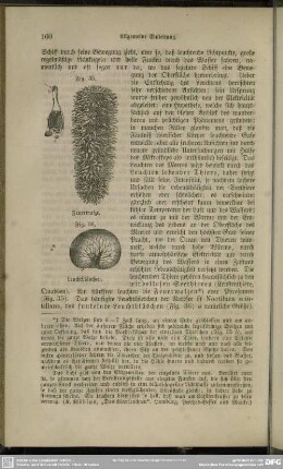 Fig. 36. Leuchtbläschen