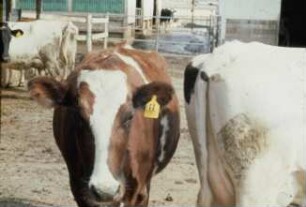 Fotografie: Precision Livestock Farming, Tieridentifikation, Transponder, Elektronische Ohrmarke