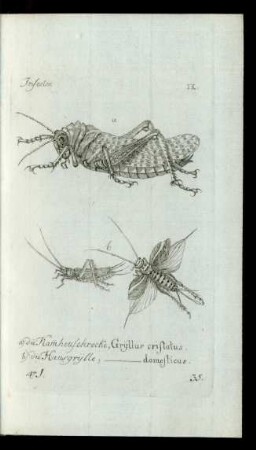 35. a) die Kam̅heuschrecke, Gryllus cristatus. b) die Hausgrylle,[Gryllus] domesticus.